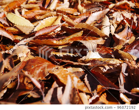 Autumn season Enjoy the carpet of fallen leaves Copy space Autumn treasure 96872192
