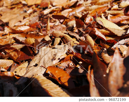 Autumn season Enjoy the carpet of fallen leaves Copy space Autumn treasure 96872199