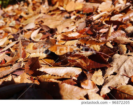 Autumn season Enjoy the carpet of fallen leaves Copy space Autumn treasure 96872205