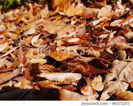 Autumn season Enjoy the carpet of fallen leaves Copy space Autumn treasure 96872207