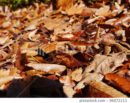 Autumn season Enjoy the carpet of fallen leaves Copy space Autumn treasure 96872213