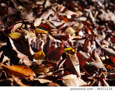 Autumn season Enjoy the carpet of fallen leaves Copy space Autumn treasure Autumn season Enjoy the carpet of fallen leaves Copy space Autumn treasure 96872228