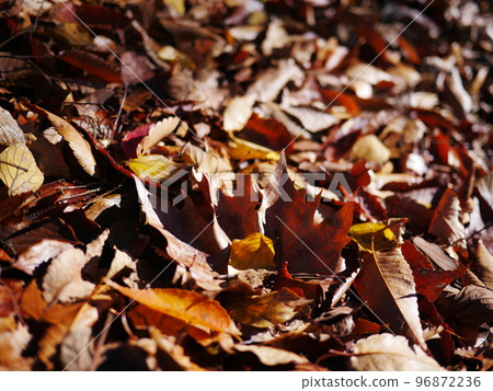 Autumn season Enjoy the carpet of fallen leaves Copy space Autumn treasure Autumn season Enjoy the carpet of fallen leaves Copy space Autumn treasure 96872236