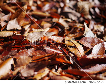 Autumn season Enjoy the carpet of fallen leaves Copy space Autumn treasure Autumn season Enjoy the carpet of fallen leaves Copy space Autumn treasure 96872238