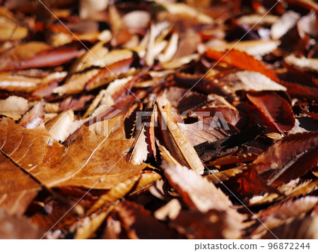 Autumn season Enjoy the carpet of fallen leaves Copy space Autumn treasure 96872244