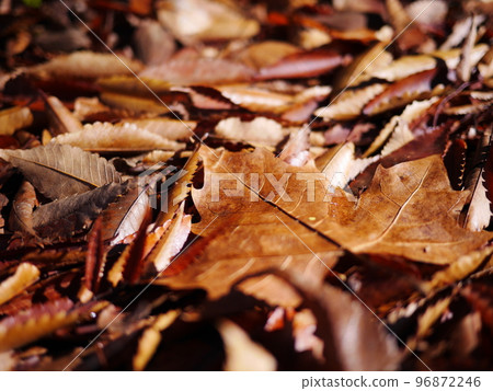 Autumn season Enjoy the carpet of fallen leaves Copy space Autumn treasure Autumn season Enjoy the carpet of fallen leaves Copy space Autumn treasure 96872246