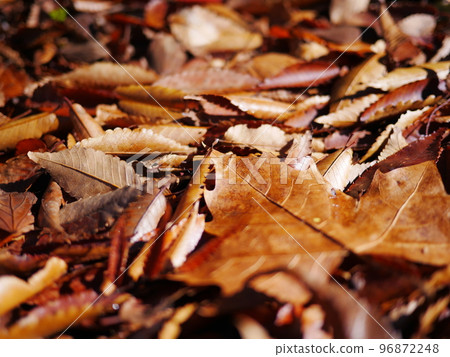 Autumn season Enjoy the carpet of fallen leaves Copy space Autumn treasure 96872248