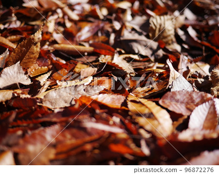 Autumn season Enjoy the carpet of fallen leaves Copy space Autumn treasure 96872276