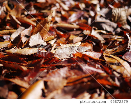 Autumn season Enjoy the carpet of fallen leaves Copy space Autumn treasure Autumn season Enjoy the carpet of fallen leaves Copy space Autumn treasure 96872279