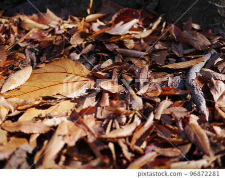 Autumn season Enjoy the carpet of fallen leaves Copy space Autumn treasure Autumn season Enjoy the carpet of fallen leaves Copy space Autumn treasure 96872281