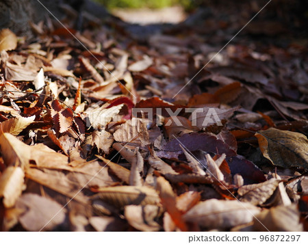 秋天的季節享受落葉的地毯複製空間秋天的寶藏 96872297