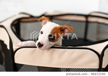a jack russell terrier puppy. cute and playful pets. folding enclosure for dogs. 96872540
