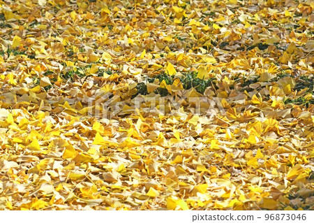 Fall landscape Fall landscape 96873046