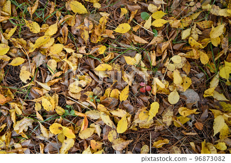 autumn maple nature scenery tree yellow forest fallen leaves autumn maple nature scenery tree yellow forest fallen leaves 96873082