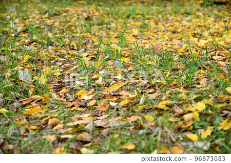 autumn maple nature scenery tree yellow forest fallen leaves autumn maple nature scenery tree yellow forest fallen leaves 96873083