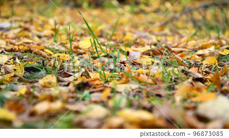 autumn maple nature scenery tree yellow forest fallen leaves autumn maple nature scenery tree yellow forest fallen leaves 96873085