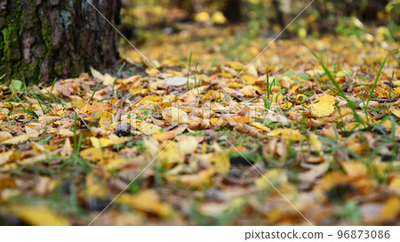autumn maple nature scenery tree yellow forest fallen leaves autumn maple nature scenery tree yellow forest fallen leaves 96873086