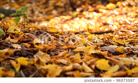 autumn maple nature scenery tree yellow forest fallen leaves autumn maple nature scenery tree yellow forest fallen leaves 96873087
