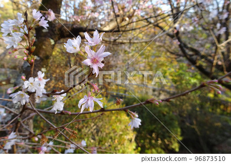 白峰公園冬季櫻花特寫[十月櫻花]/埼玉縣兒玉郡 96873510