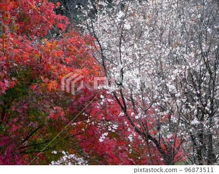 冬季櫻花（十月櫻花）和楓樹的合作[白峰公園] /埼玉縣兒玉郡 96873511