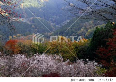 冬季櫻花和秋葉的風景[城峰公園]/埼玉縣兒玉郡 96873512
