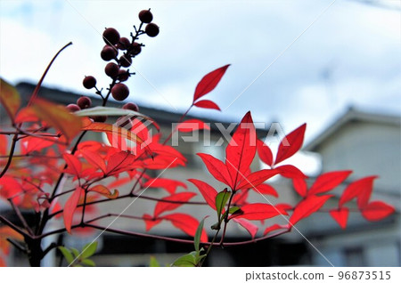 鮮紅的葉子 鮮紅的葉子 96873515