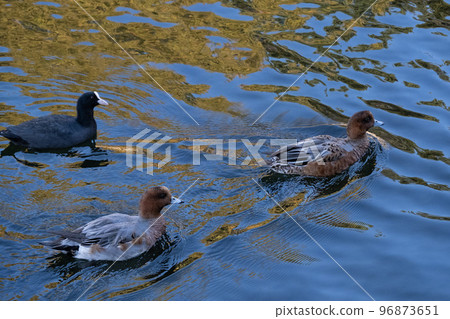 Hydrigamo Hydrigamo 96873651