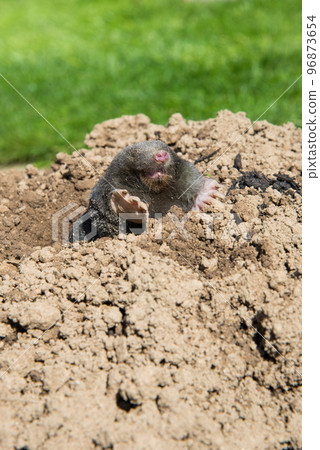 European mole (Talpa europaea) is a mammal of the order Eulipotyphla. It is also known as the common mole and the northern mole. 96873654