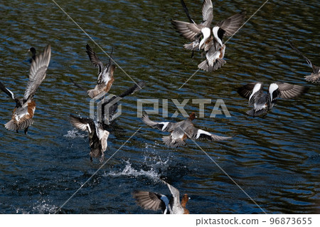 Wigeon Wigeon 96873655