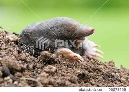 Mole, Talpa europaea, crawling out of brown molehill, green grass in background. Animal from garden. 96873666