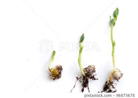 pea plants growth stages, lying flat, isolated on white pea plants growth stages, lying flat, isolated on white 96873678