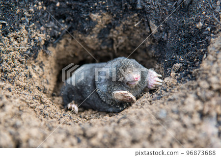 European mole emerging from its tunnel in the mole hill European mole emerging from its tunnel in the mole hill 96873688