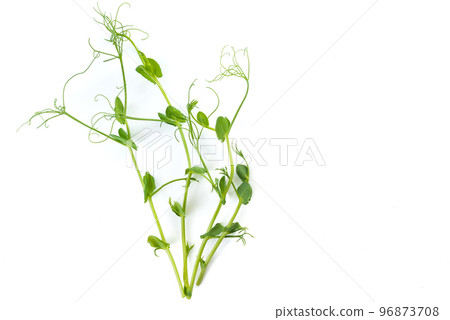 young pea plant grown as micro green, isolated on white young pea plant grown as micro green, isolated on white 96873708