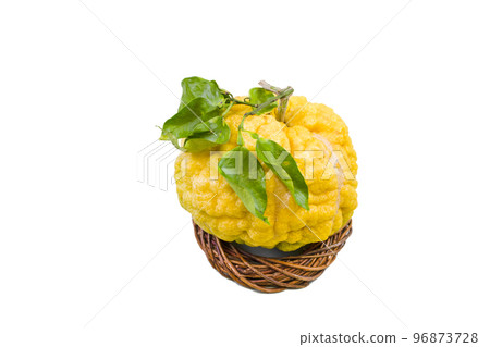 Lion yuzu (oni yuzu) 96873728