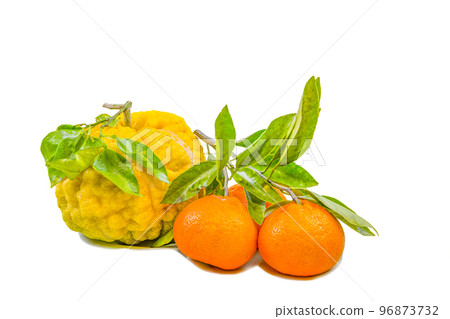 Shizu yuzu (oni yuzu) and mandarin orange 96873732