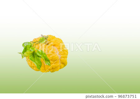 Lion yuzu (oni yuzu) Lion yuzu (oni yuzu) 96873751