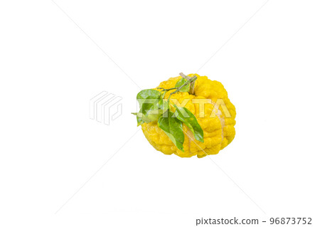 Lion yuzu (oni yuzu) Lion yuzu (oni yuzu) 96873752