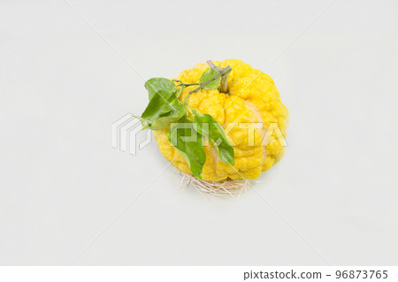 Lion yuzu (oni yuzu) Lion yuzu (oni yuzu) 96873765