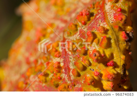 日本漆樹奇形怪狀的疣狀葉子表面的微距特寫鏡頭。 96874083