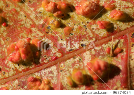 日本漆樹奇形怪狀的疣狀葉子表面的微距特寫鏡頭。 96874084