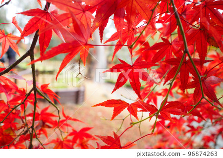 Natural scenery of vivid and colorful autumn leaves (autumn maple) 96874263