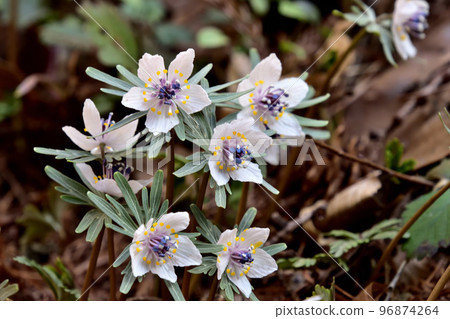 Setsubunso heralding spring 1 Setsubunso heralding spring 1 96874264