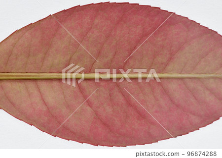 Young leaves and veins of Red Tip Photinia Young leaves and veins of Red Tip Photinia 96874288