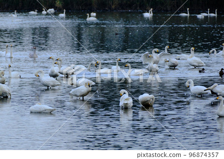 一群天鵝在湖上休息 96874357