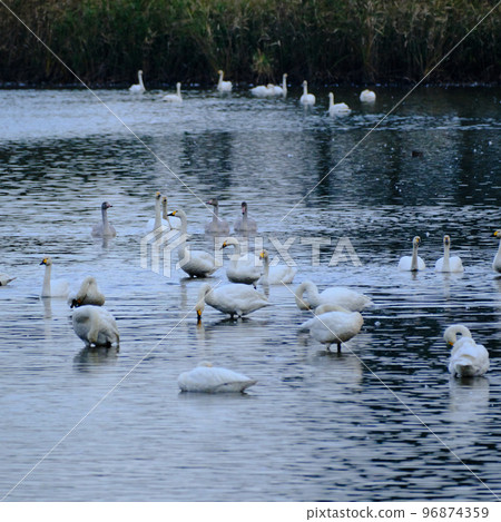 A flock of swans resting on the lake A flock of swans resting on the lake 96874359