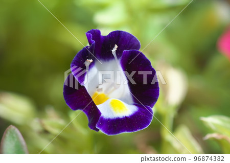 Torenia purple flower [green background] 96874382