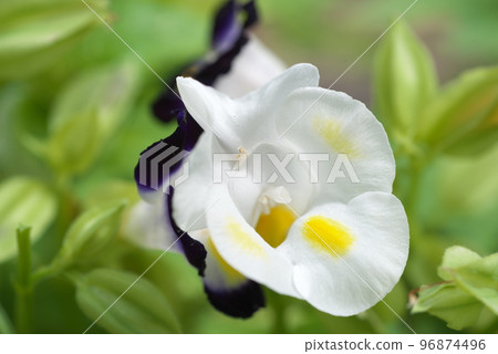 Torenia白花[綠色背景] 96874496