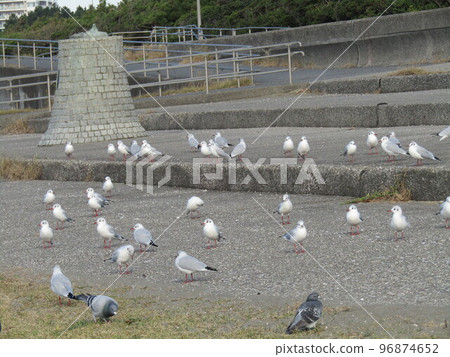 Migratory black-headed gulls bustling Kemigawa Beach Migratory black-headed gulls bustling Kemigawa Beach 96874652