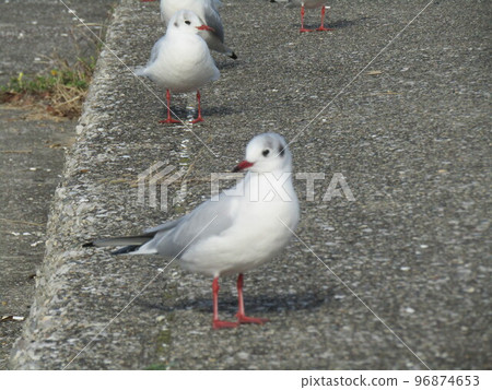 Winter migratory sea urchin gull that came to the Komigawa beach 96874653