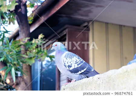 柵欄上的鴿子 96874761